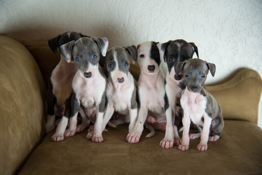 Italian-Greyhound-Puppies